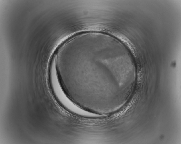 X0000097961077200804071025