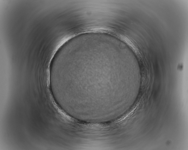 X0000097961079200804071025