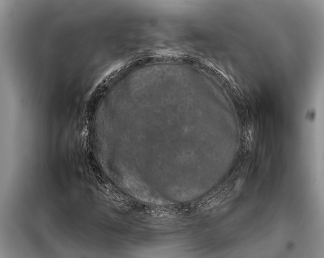 X0000097961254200804071022