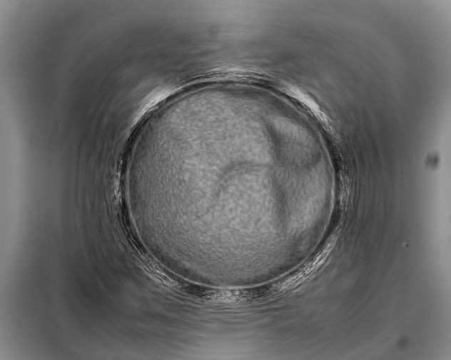X0000097961259200804071021