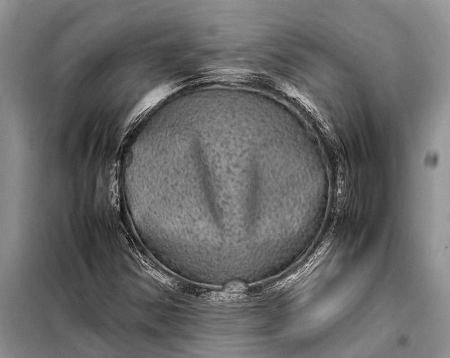 X0000097961354200804071020