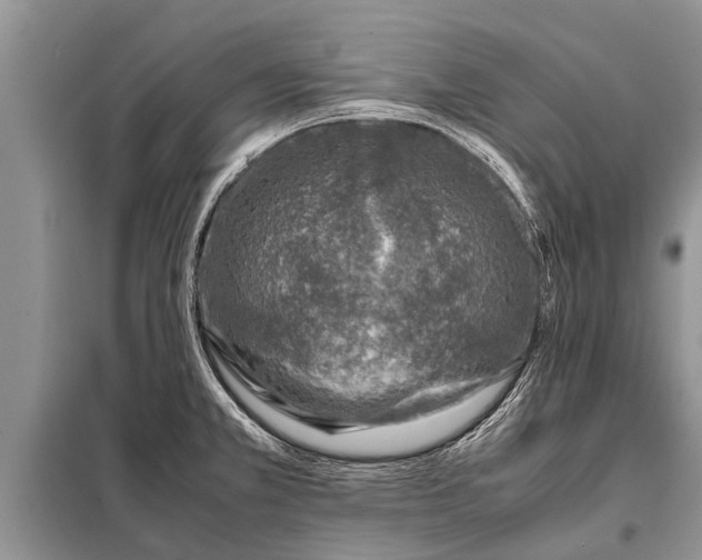 X0000097961381200804071019