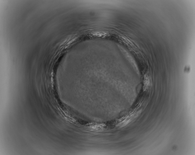 X0000097961394200804071018