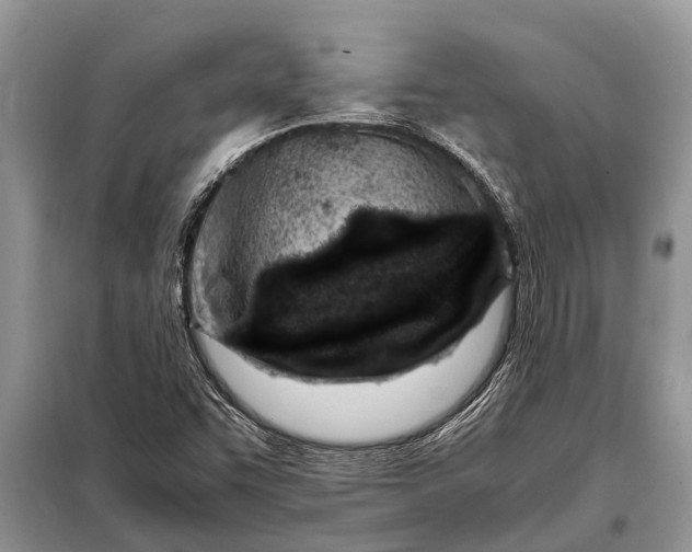 X0000097961455200804071018