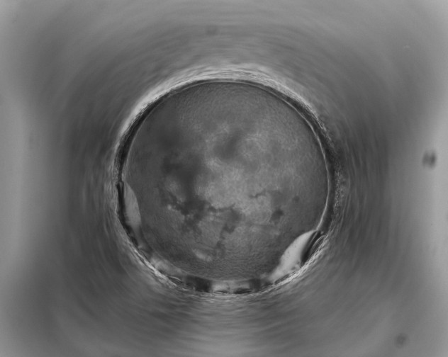 X0000097961506200804071017