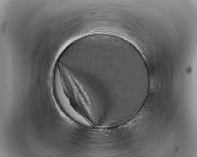 X0000097961515200804071017