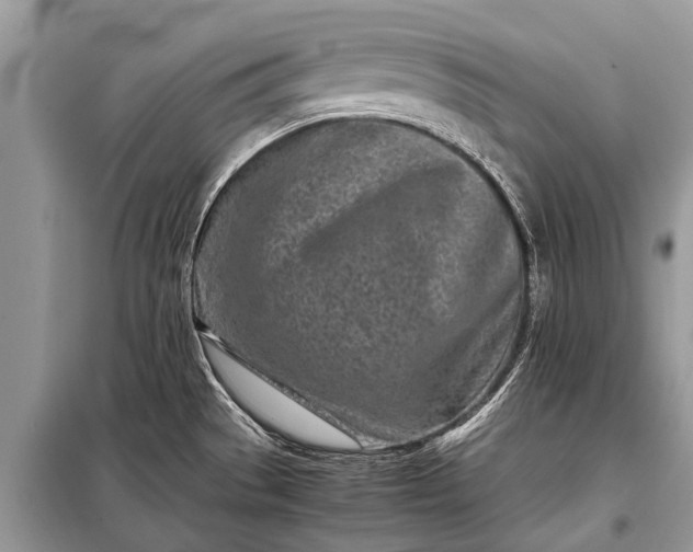 X0000097961529200804071018
