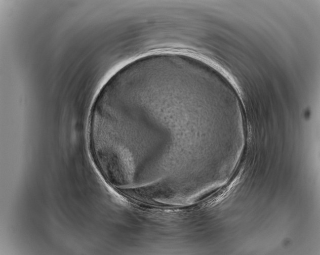 X0000097961533200804071018