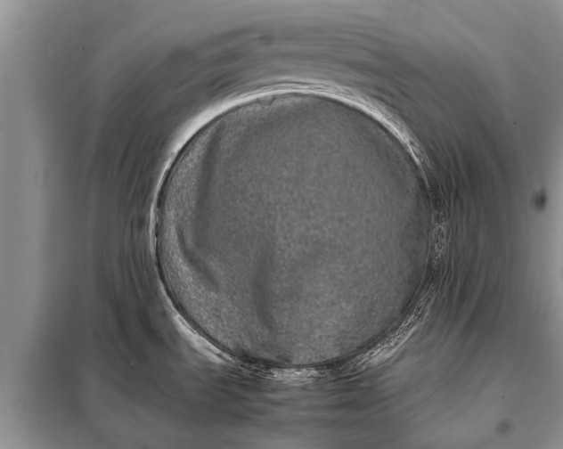 X0000097961535200804071018
