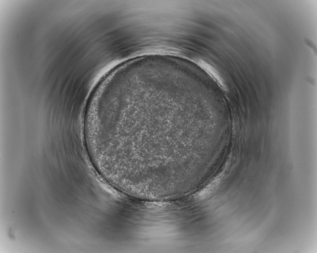 X0000097960854200804211101