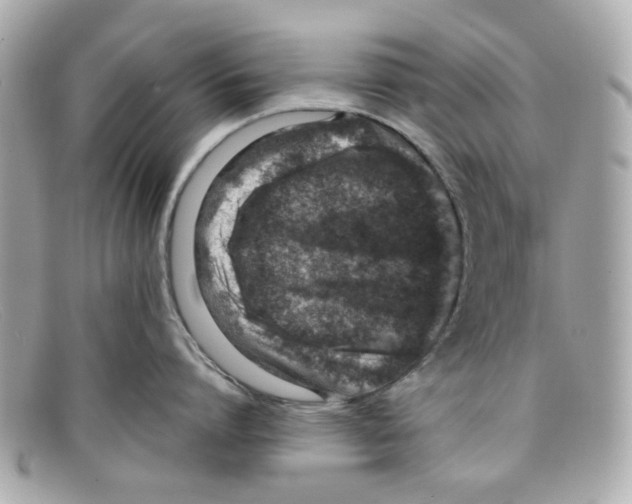 X0000097960864200804211101