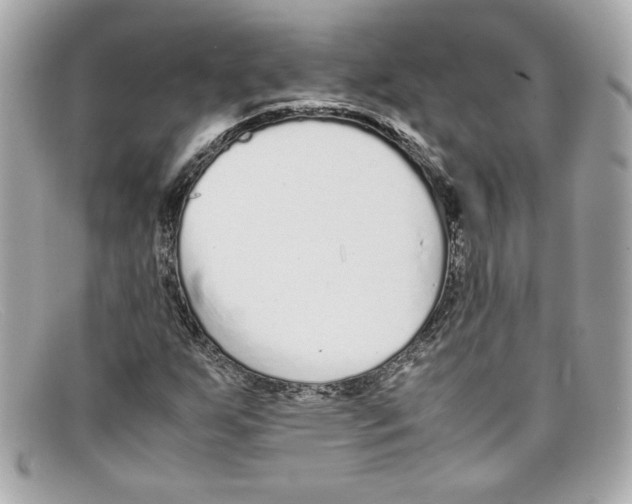 X0000097961255200804211053