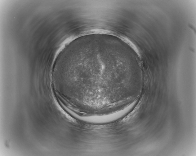 X0000097961381200804211051
