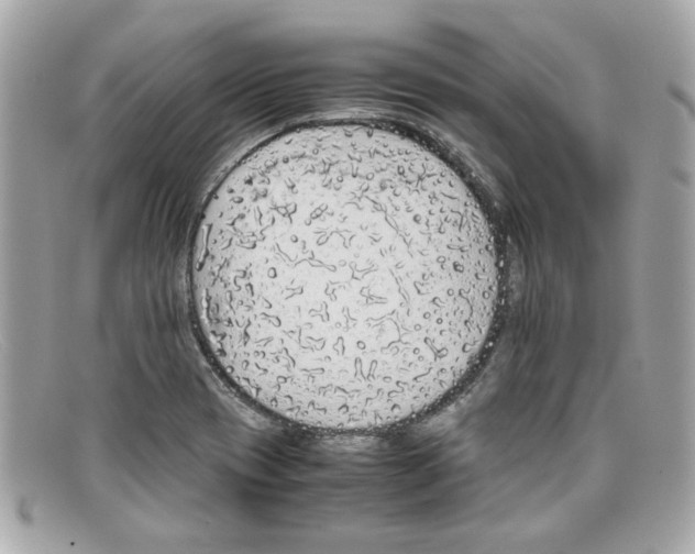 X0000097961417200804211050