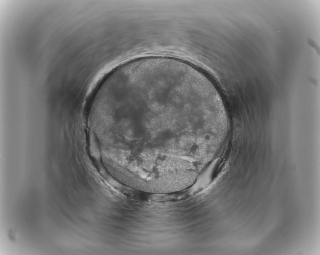 X0000097961506200804211049