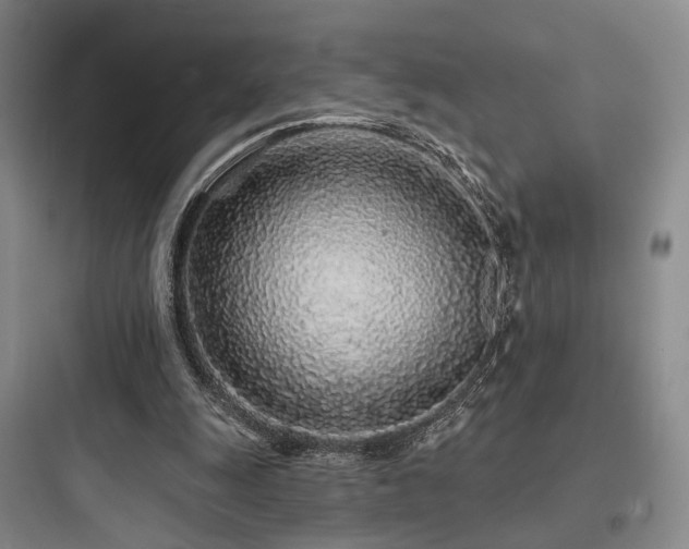 X0000097970247200803241242