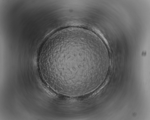 X0000097970249200803241242