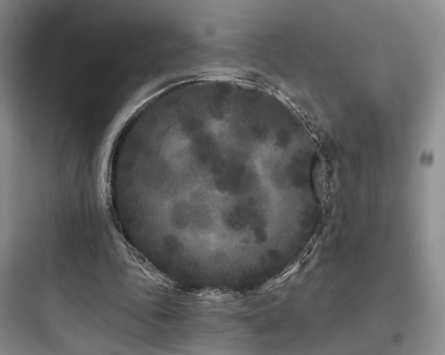 X0000097970343200803241240