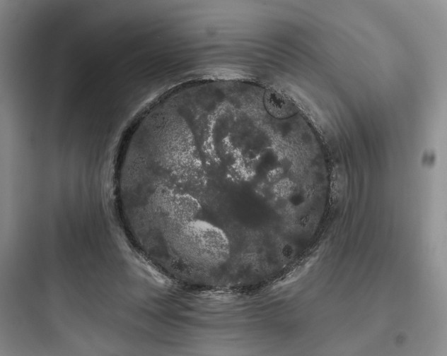 X0000097970351200803241240