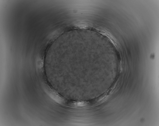 X0000097970365200803241241