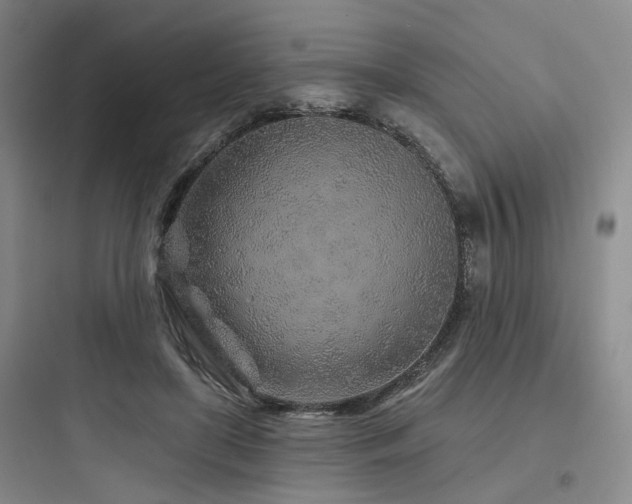 X0000097970451200803241239