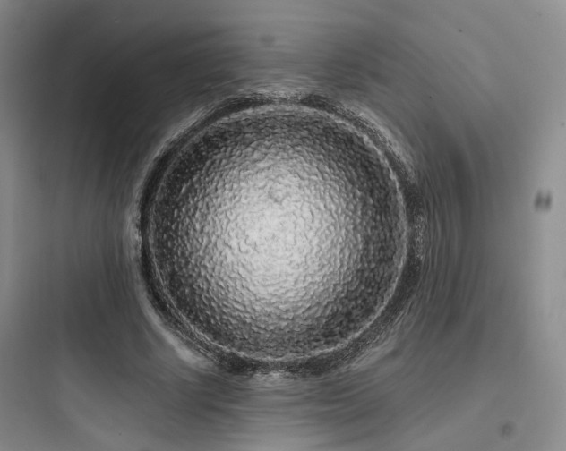 X0000097970634200803241236