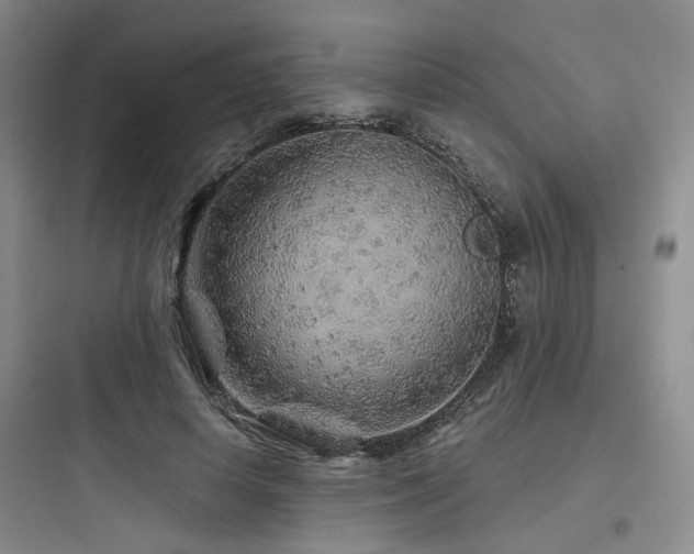 X0000097970642200803241236