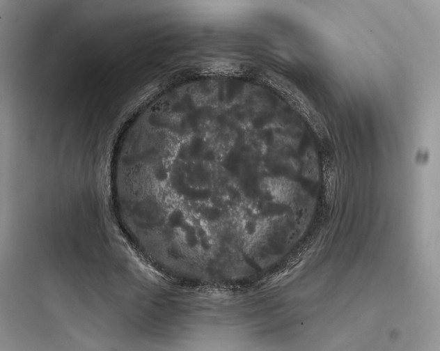 X0000097970729200803241235