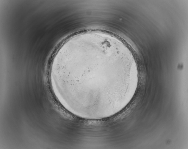 X0000097970832200803241233