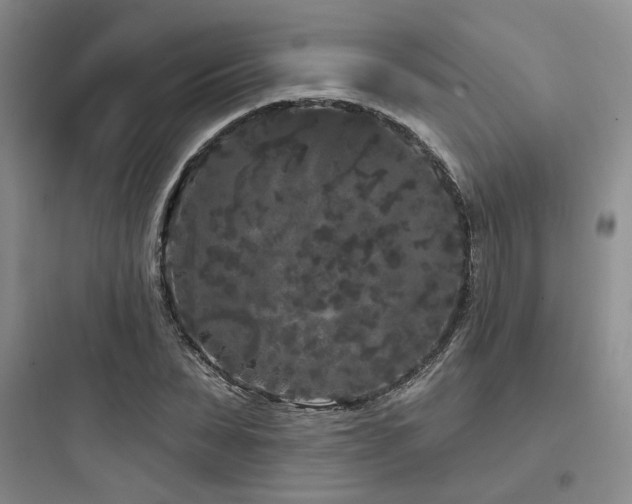 X0000097970879200803241233