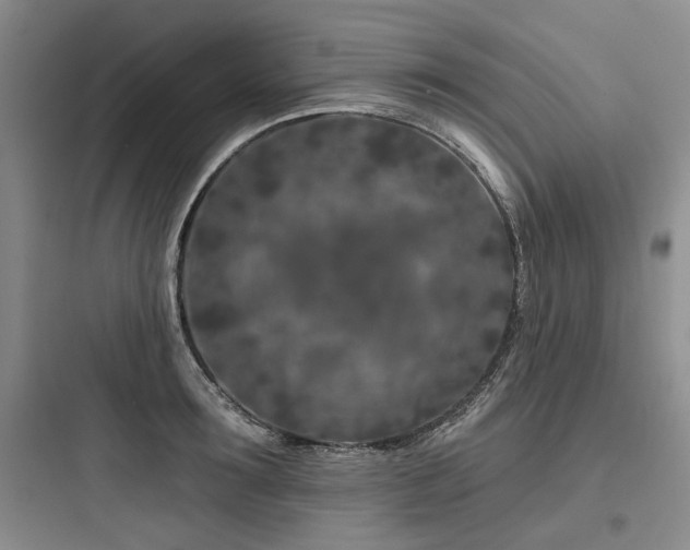 X0000097970899200803241232