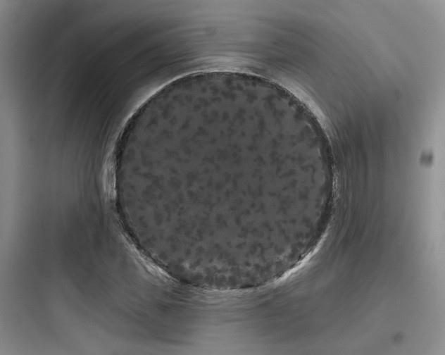 X0000097970925200803241231