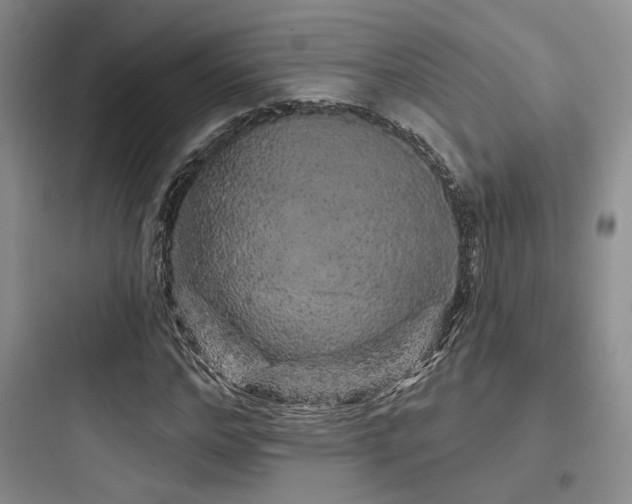 X0000097970968200803241231
