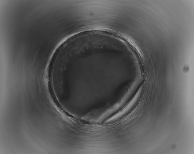 X0000097971024200803241230