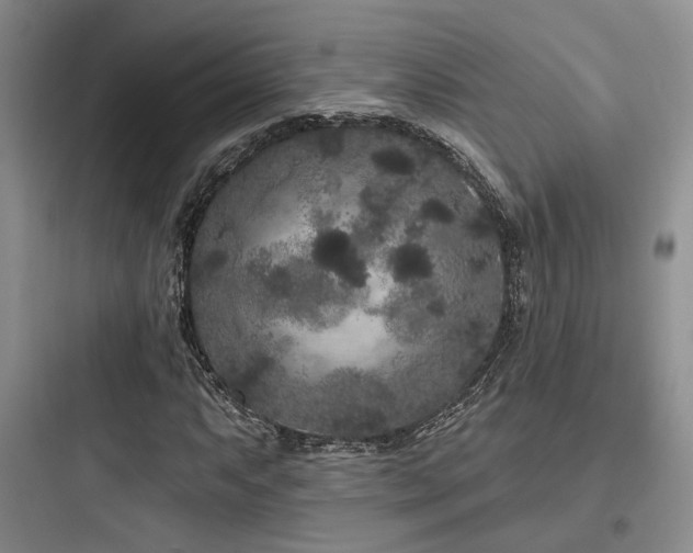 X0000097971063200803241229
