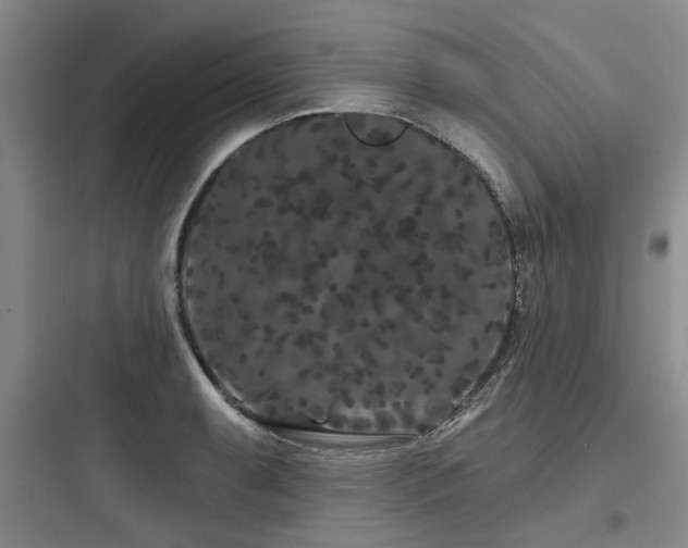 X0000097971087200803241229