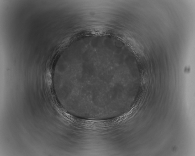 X0000097971106200803241228