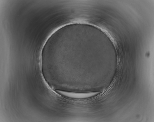 X0000097971295200803241225