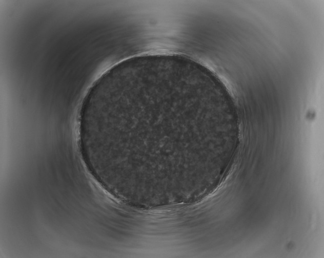X0000097971459200803241223