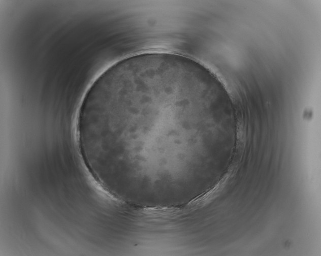 X0000097971466200803241223
