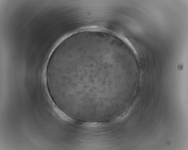 X0000097971474200803241223