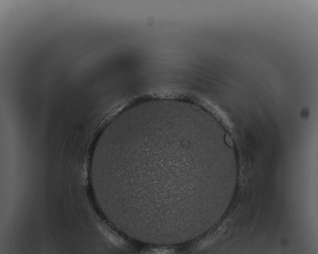 X0000097970065200804011731