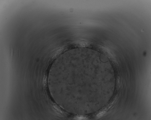 X0000097970177200804011729