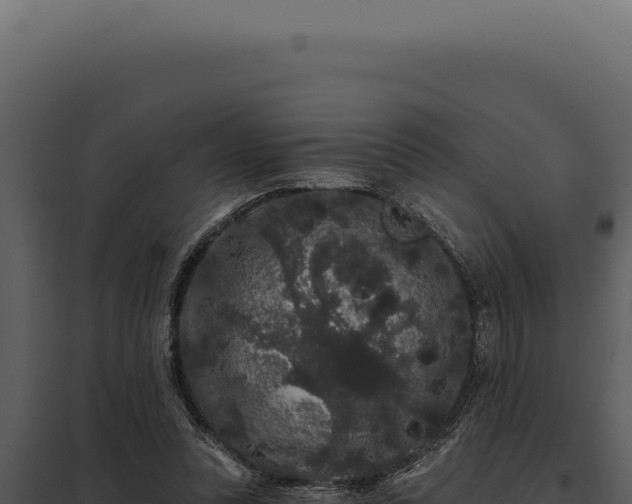 X0000097970351200804011726