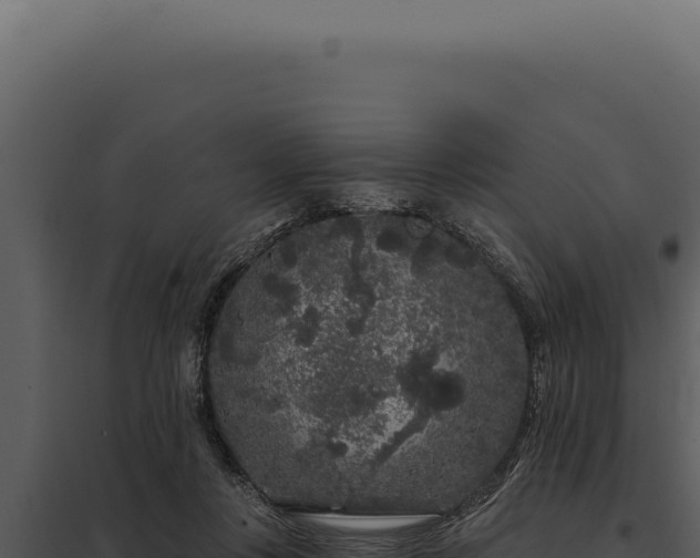 X0000097970359200804011726