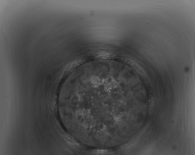 X0000097970361200804011726