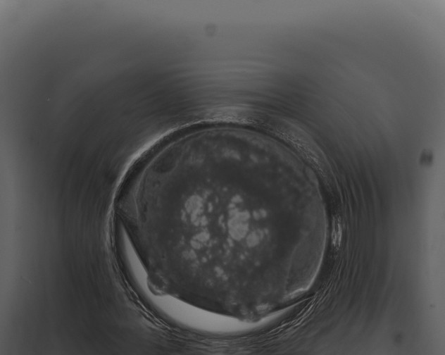 X0000097970388200804011726