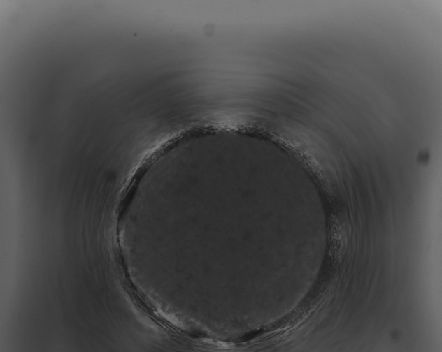 X0000097970496200804011724