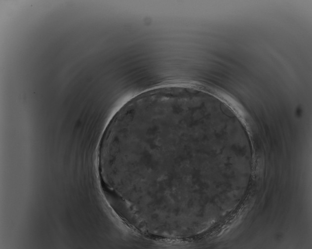 X0000097970907200804011717