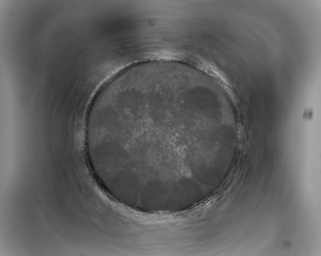 X0000097970012200804071110